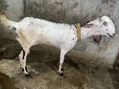 1 Famale 25 Months Breed Beetal