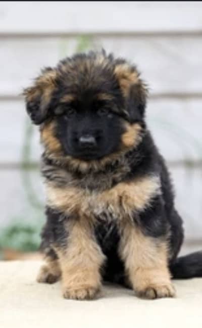 German Shepherd puppies available high-quality