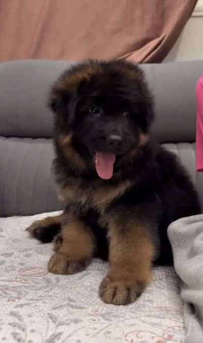 German Shepherd puppies high-quality