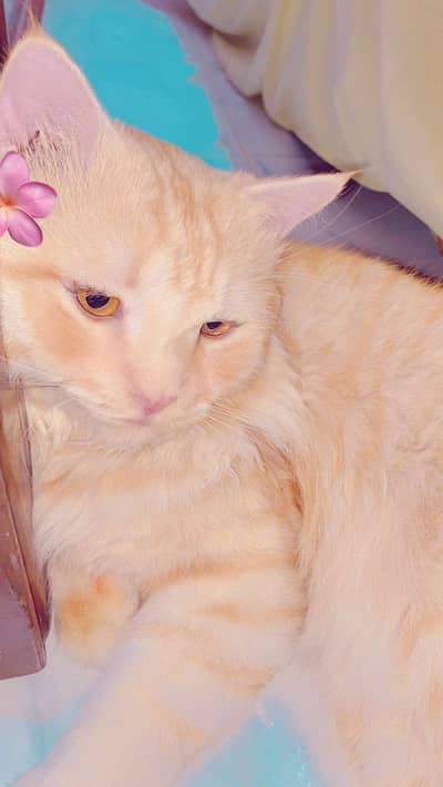 Persian cat