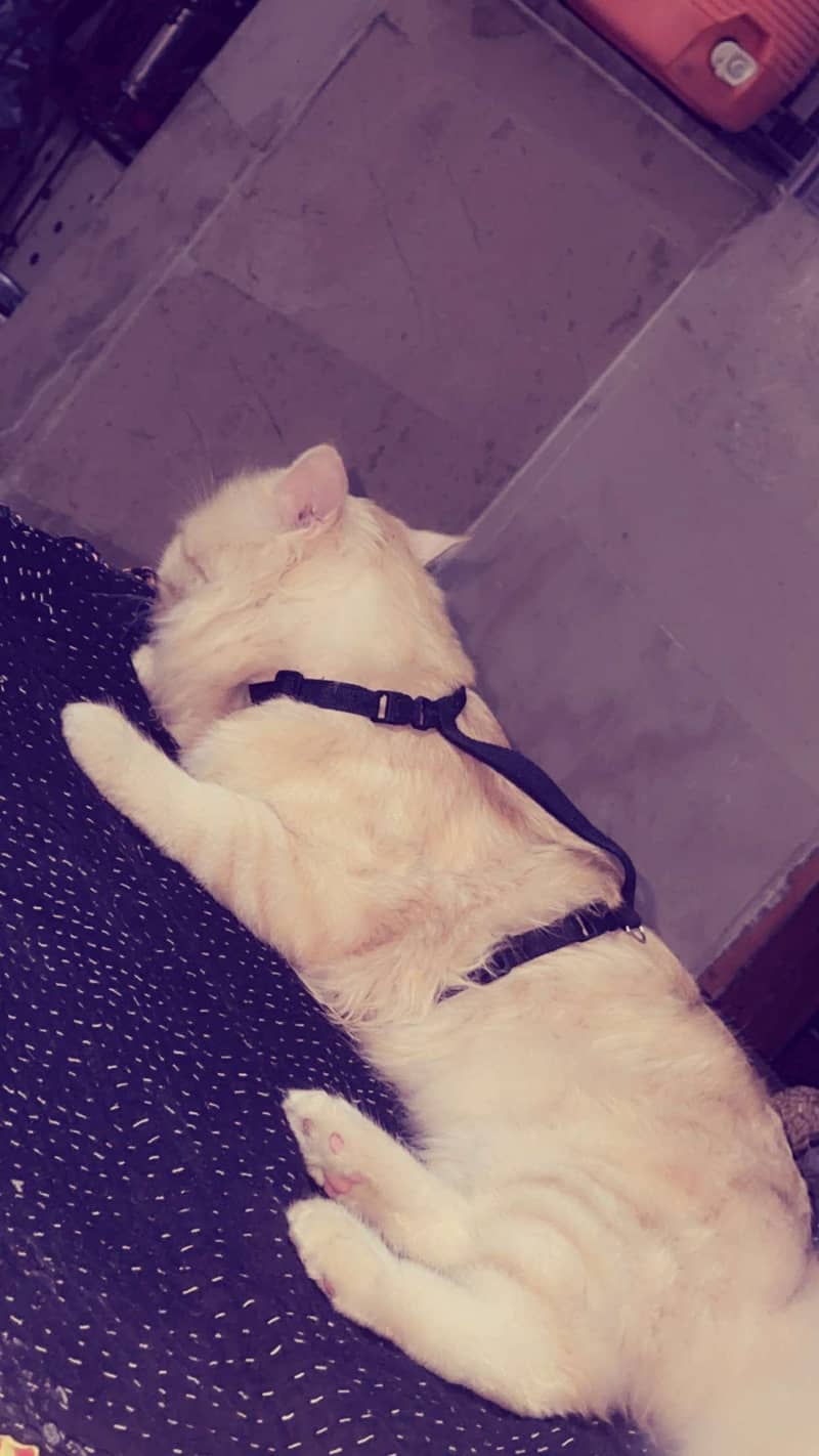 Persian cat 1