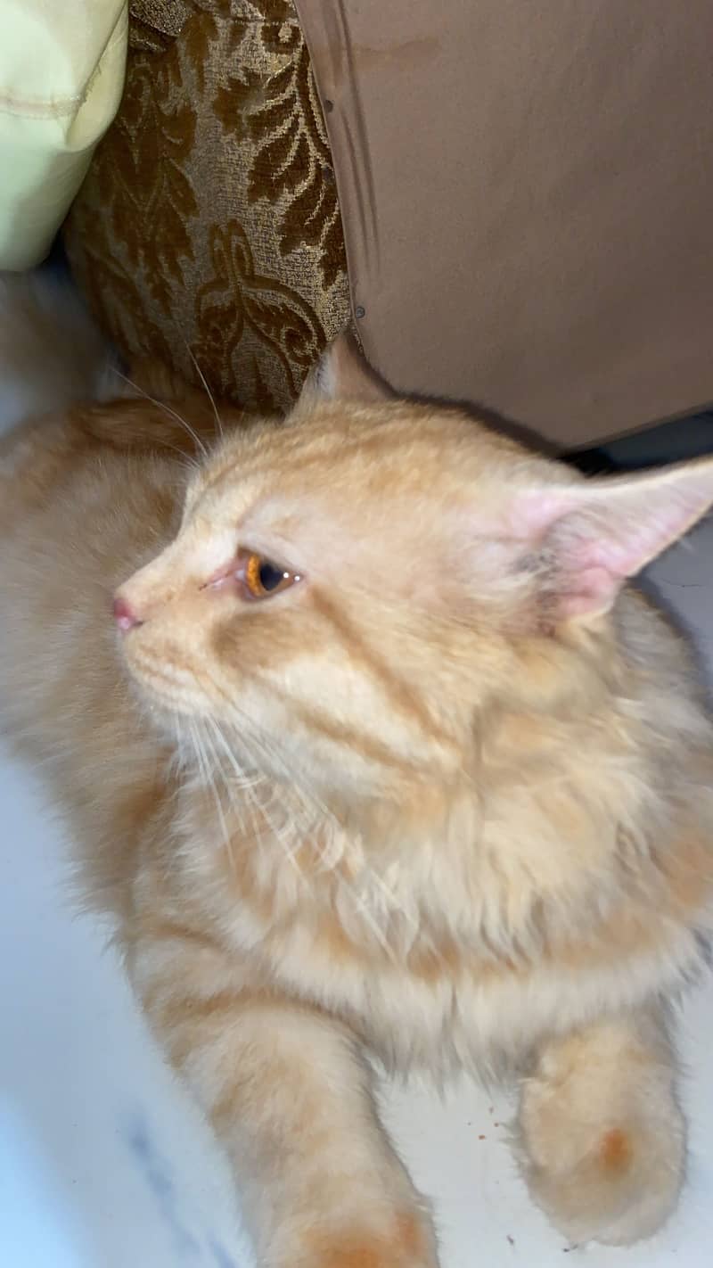 Persian cat 2