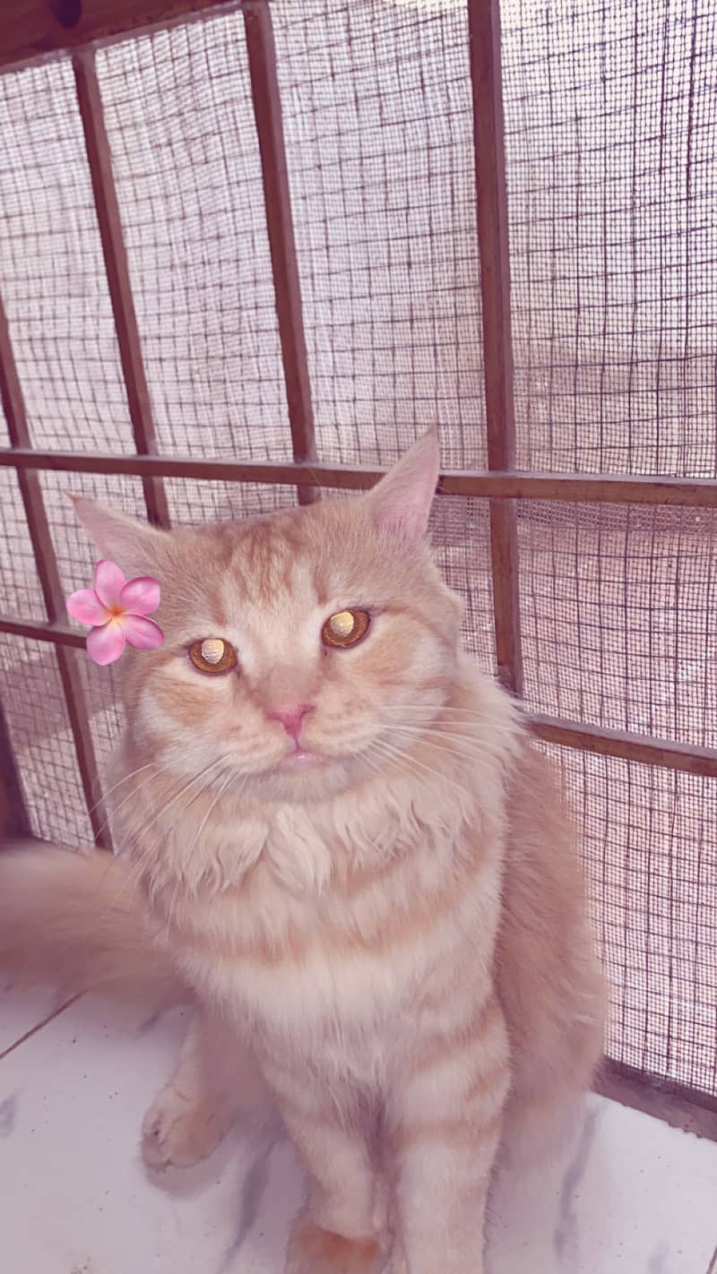 Persian cat 3