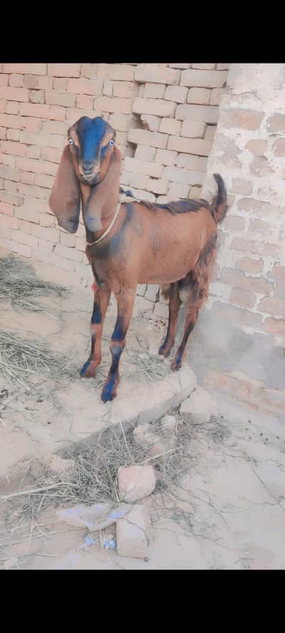got Bakra for sale 03156037896 WhatsApp and call