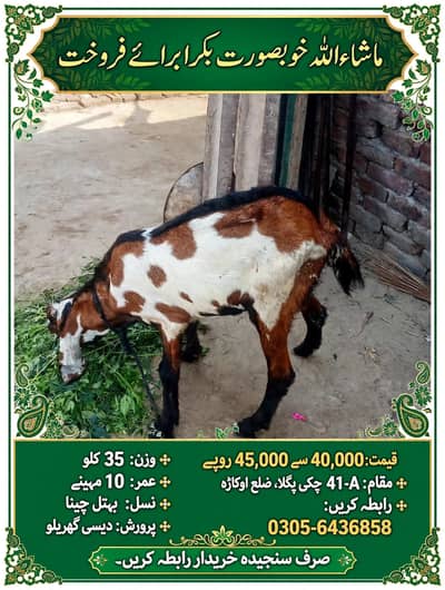 bakra