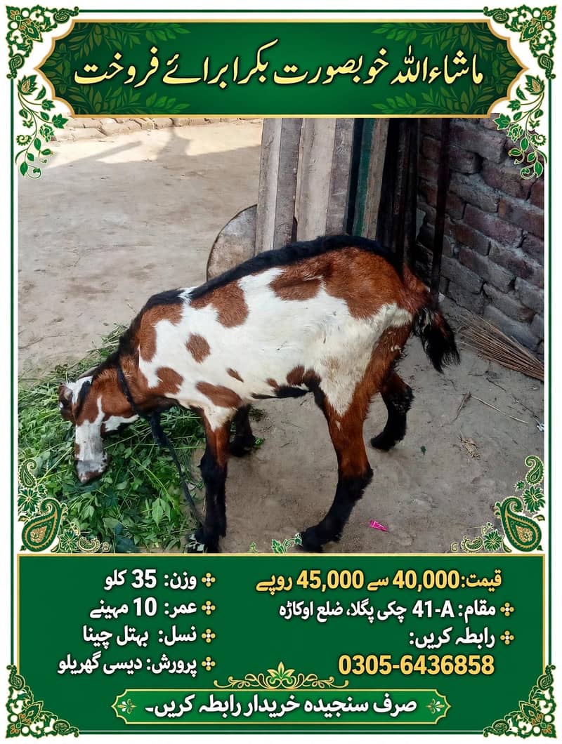 bakra 0
