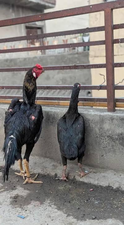 Japanese King Shamo | Black Shamo | King Shamo Black
