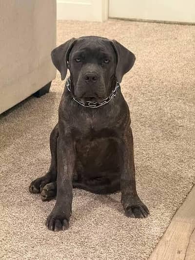 Cane Corso }{Pedigree}{Imp}{Puppies} And All Type of {Imported} breeds