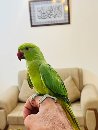 Green ringneck babies