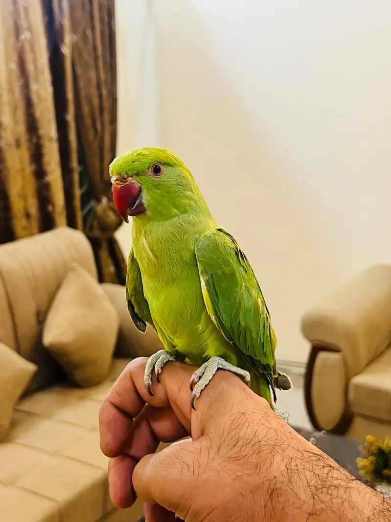 Green ringneck babies — photo 2