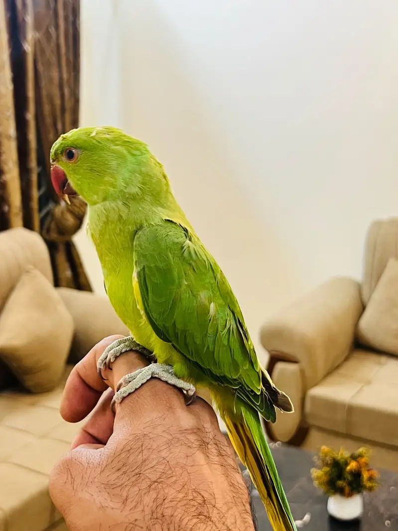 Green ringneck babies — photo 3