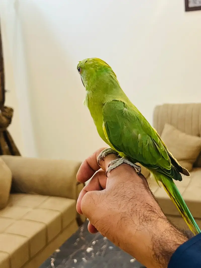 Green ringneck babies — photo 4