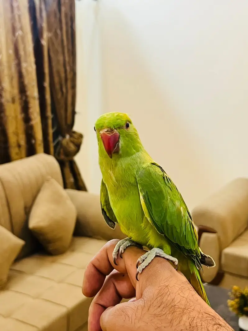 Green ringneck babies — photo 5