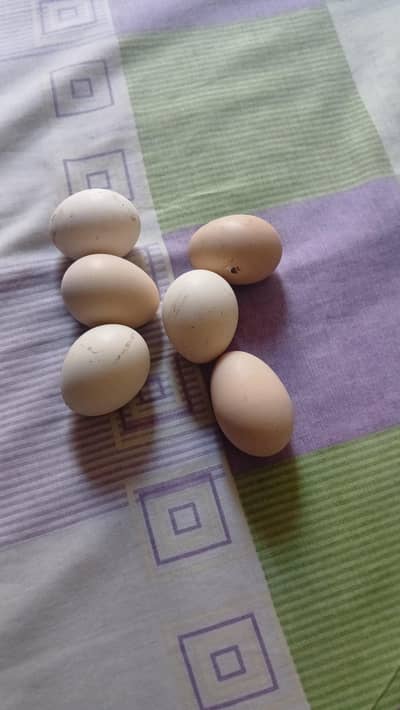 6 pcs Aseel Eggs for sell Mushka Chenna heera mix eggs