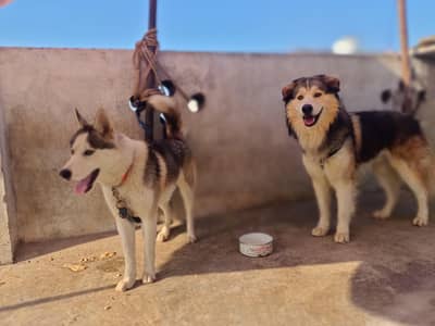 hucky Active fimal and male for sale