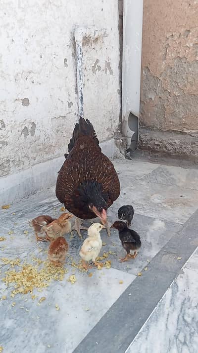 Aseel/chicks aseel/choza aseel/hen aseel/murga desi/hen aseel/murgi