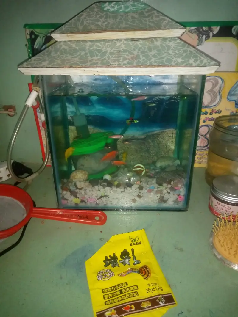 Ecorium Aquarium With Live Fishes And Complete Setup For Sale — photo 2