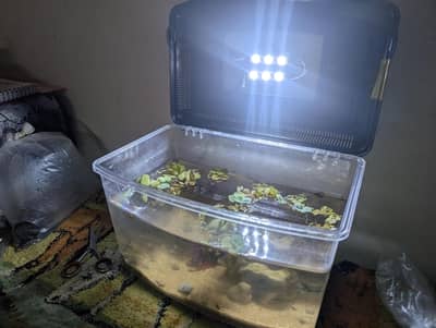 Fish tank Complete setup with plants