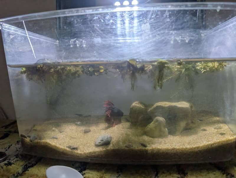 Fish tank Complete setup with plants 2
