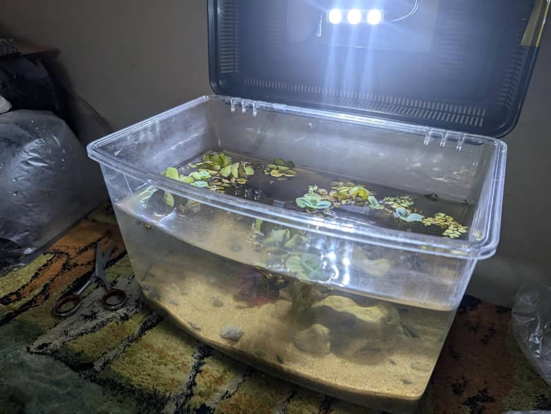 Fish tank Complete setup with plants 3