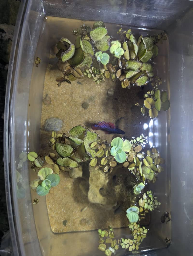 Fish tank Complete setup with plants 4