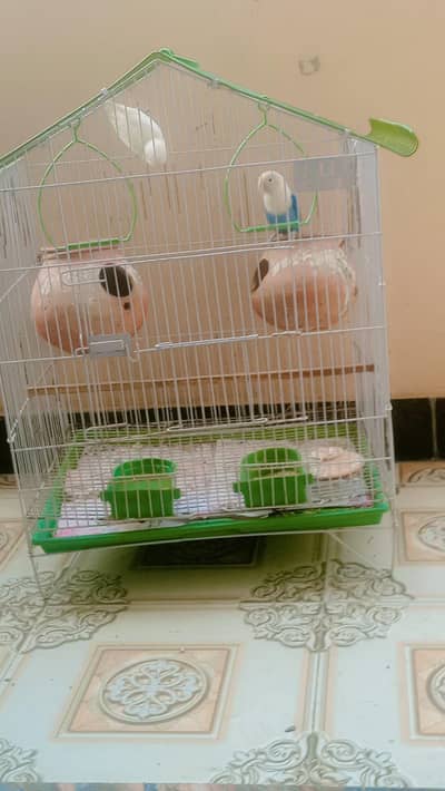 2 albino parrot  fully active