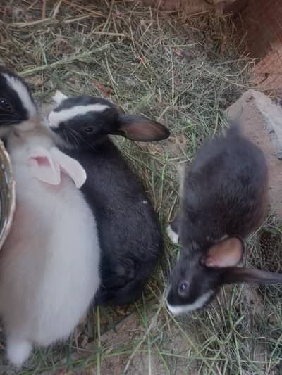 Rabbit pair