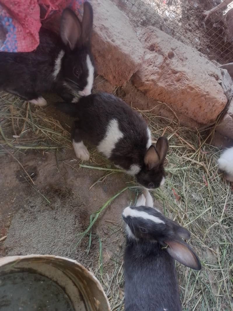 Rabbit pair 1