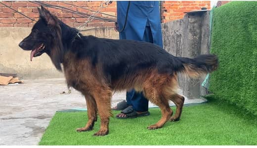 Top quality German Shepherd male