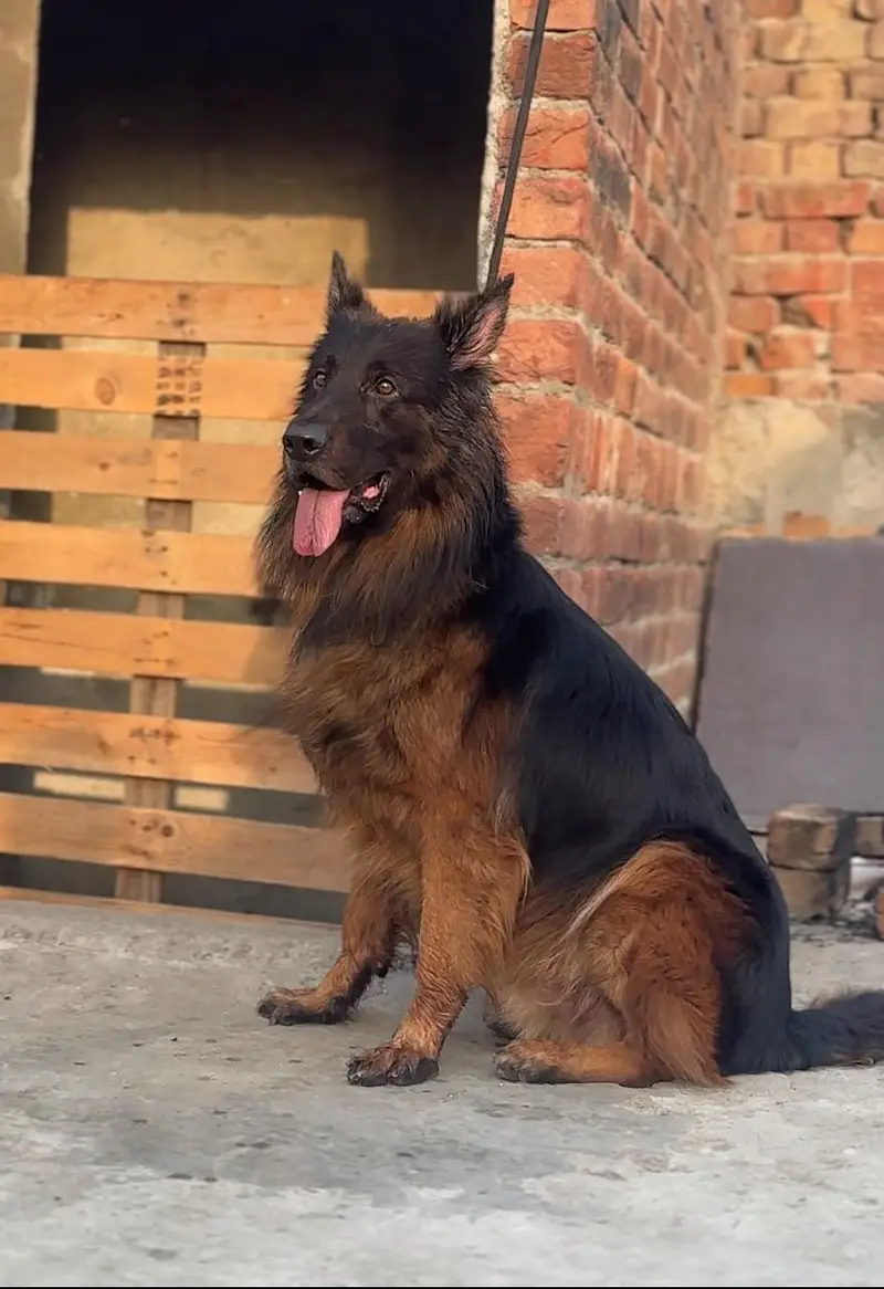 Top quality German Shepherd male — photo 2