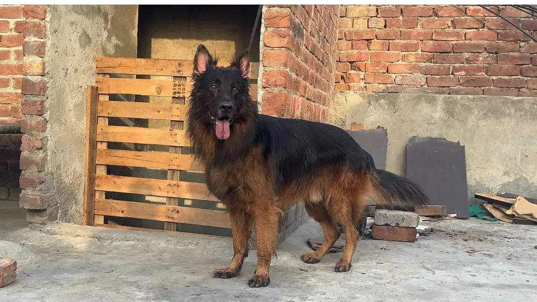Top quality German Shepherd male — photo 3