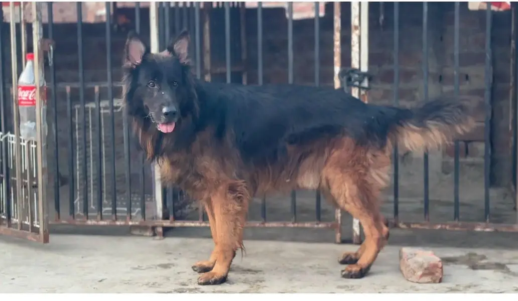 Top quality German Shepherd male — photo 4
