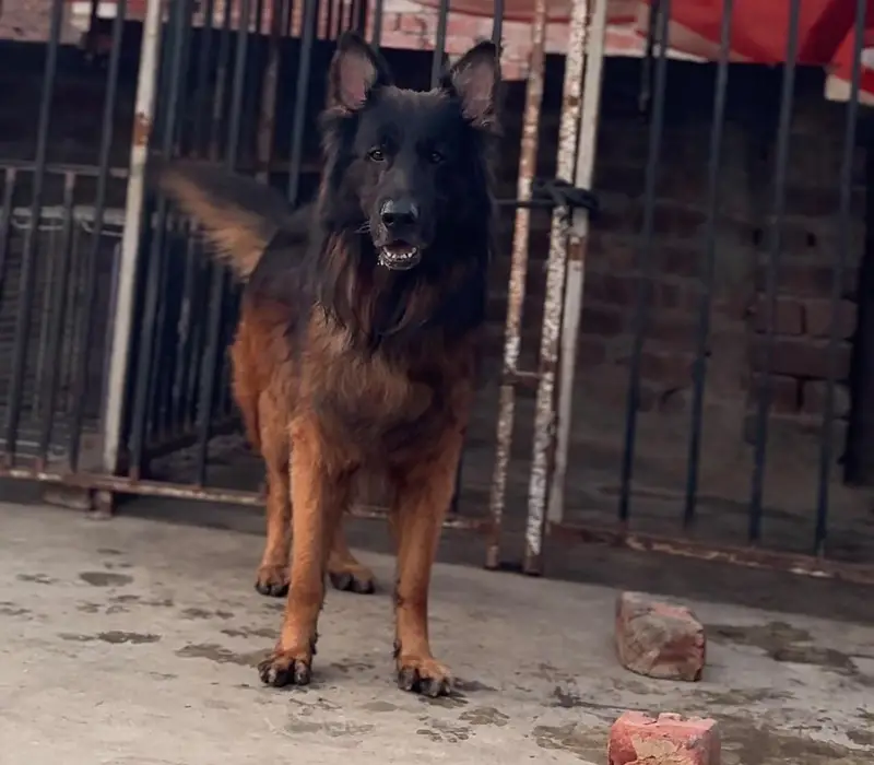 Top quality German Shepherd male — photo 5