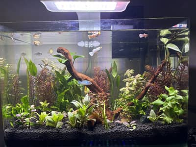 Planted Aquarium