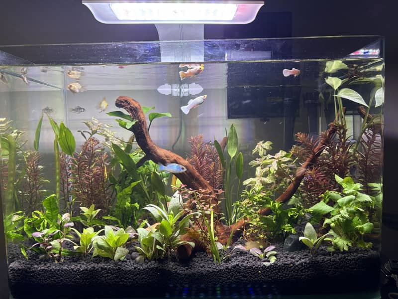 Planted Aquarium 0