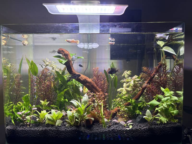 Planted Aquarium 1
