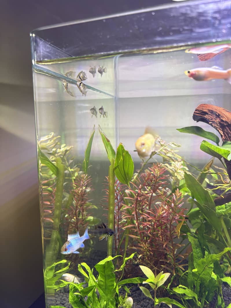 Planted Aquarium 2
