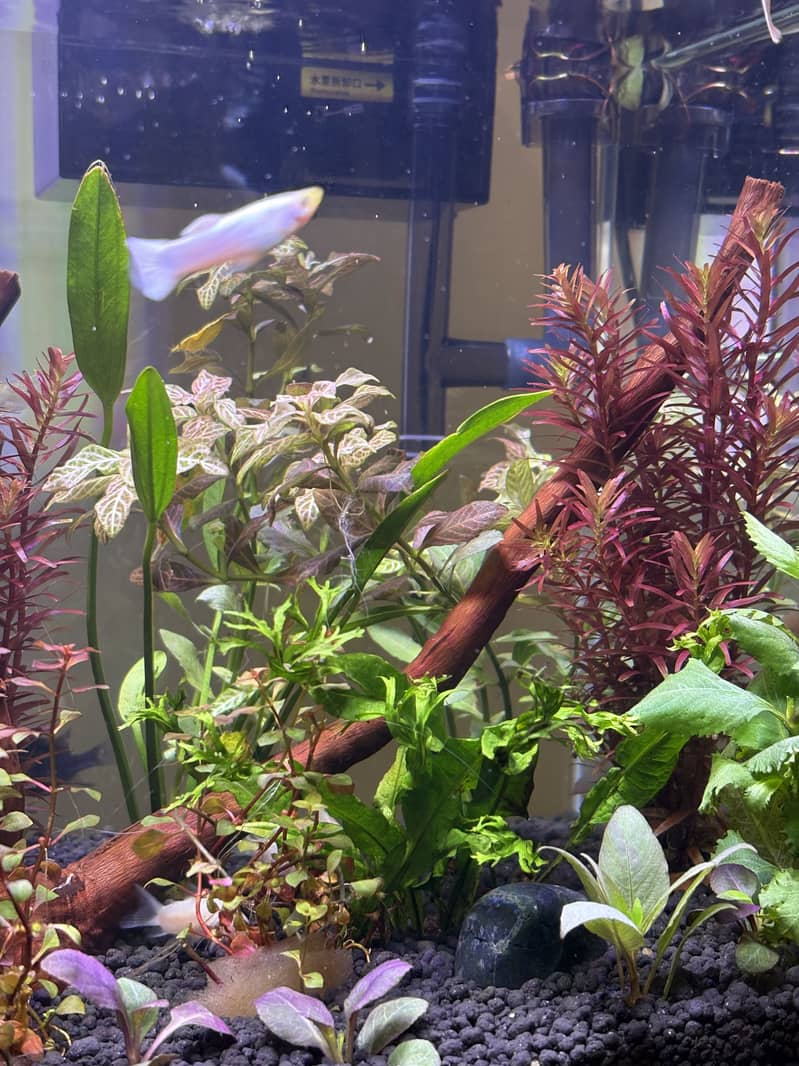 Planted Aquarium 3