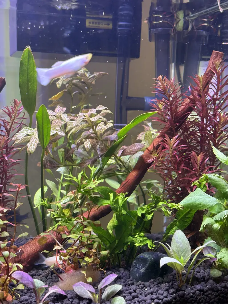 Planted Aquarium — photo 4