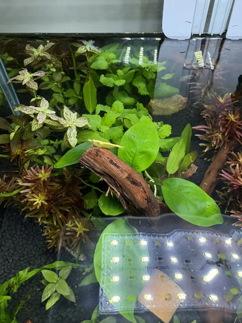 Planted Aquarium — photo 5