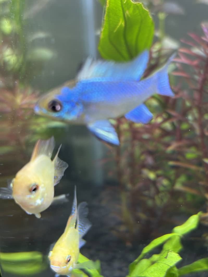 Planted Aquarium 5