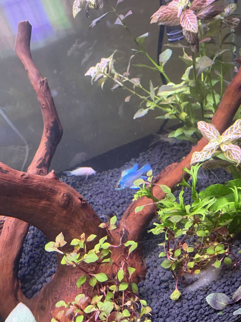 Planted Aquarium 6