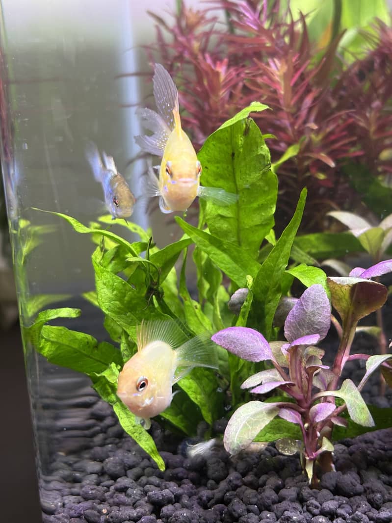 Planted Aquarium 7