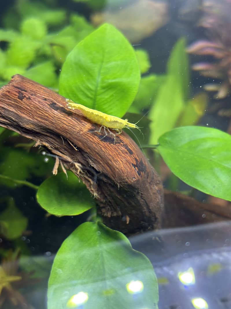 Planted Aquarium 8