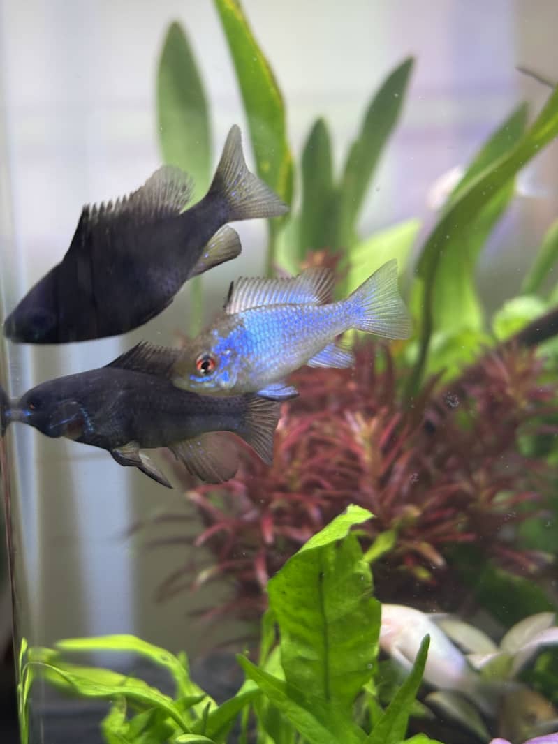 Planted Aquarium 9