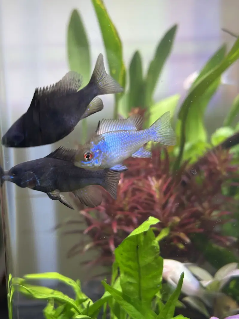 Planted Aquarium — photo 10