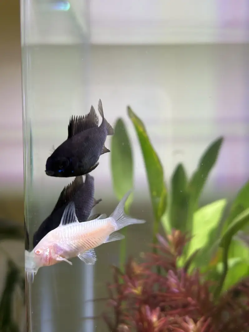 Planted Aquarium — photo 11