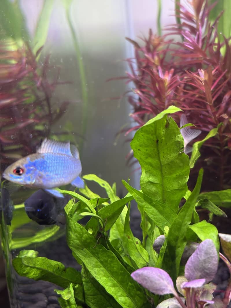 Planted Aquarium 11