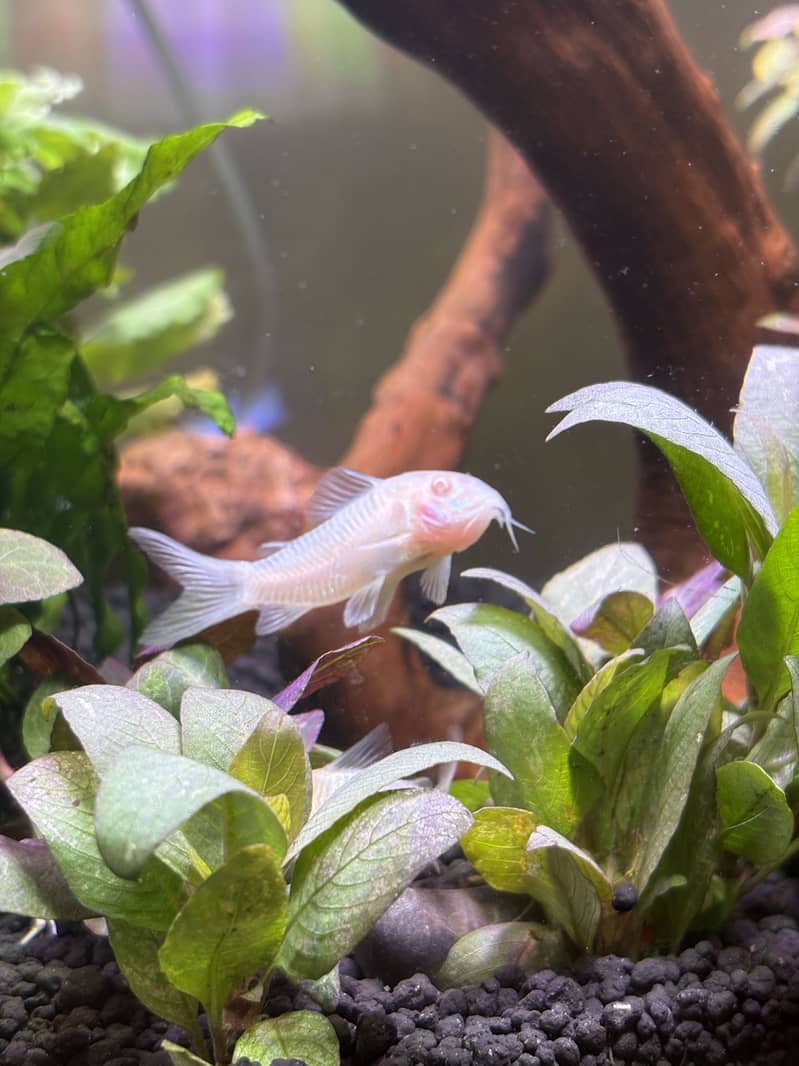 Planted Aquarium 12