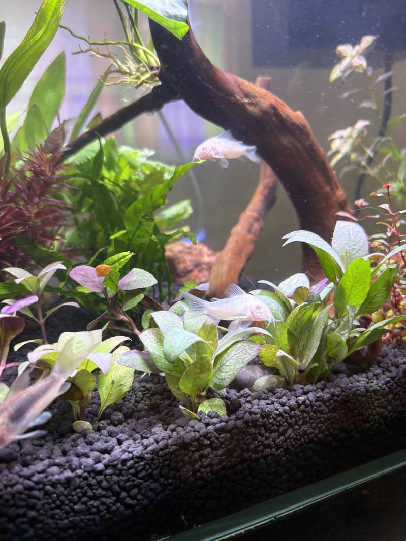 Planted Aquarium 13